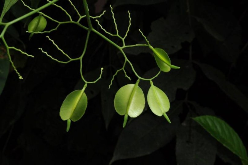 Cardiopteris quinqueloba , Cardiopteris quinqueloba , évelő, fásszárú